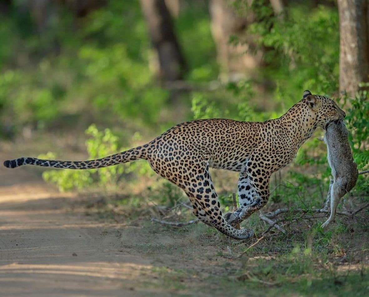 Yaala Safari - d4071628ce1b7eff4ec6d074ae7f328f