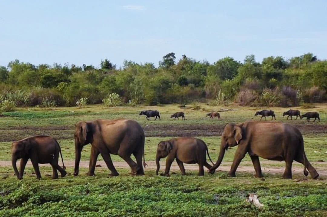 Udawalawa Safari - c48ada6aa76b587c576acbe5cbdb92fd