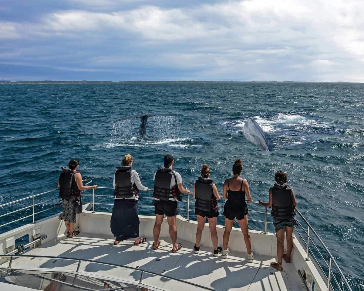 Whale Watching Tour - 04d534a93aa2d32b1d9499fb160c0931